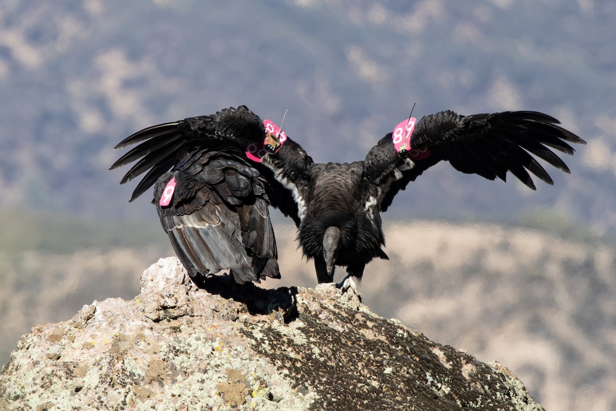 Condor de Californie - ML642833764