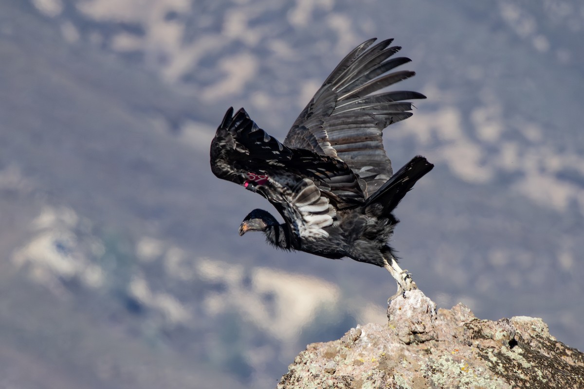 Condor de Californie - ML642833765