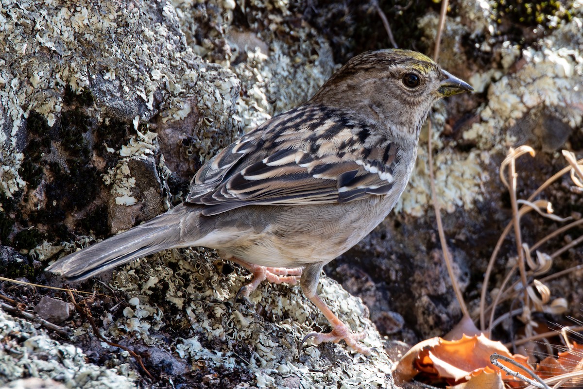 Golden-crowned Sparrow - ML642833768