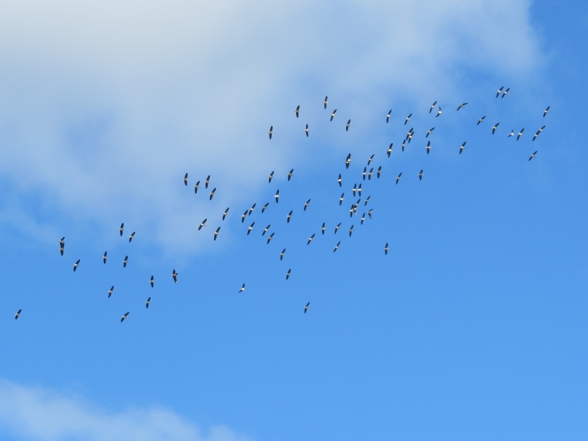 Straw-necked Ibis - ML642833777