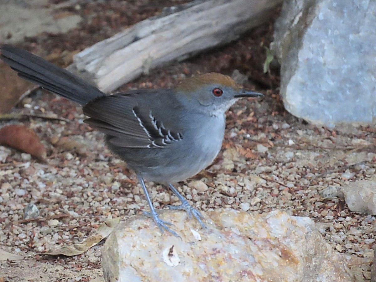 Slender Antbird - ML642833779
