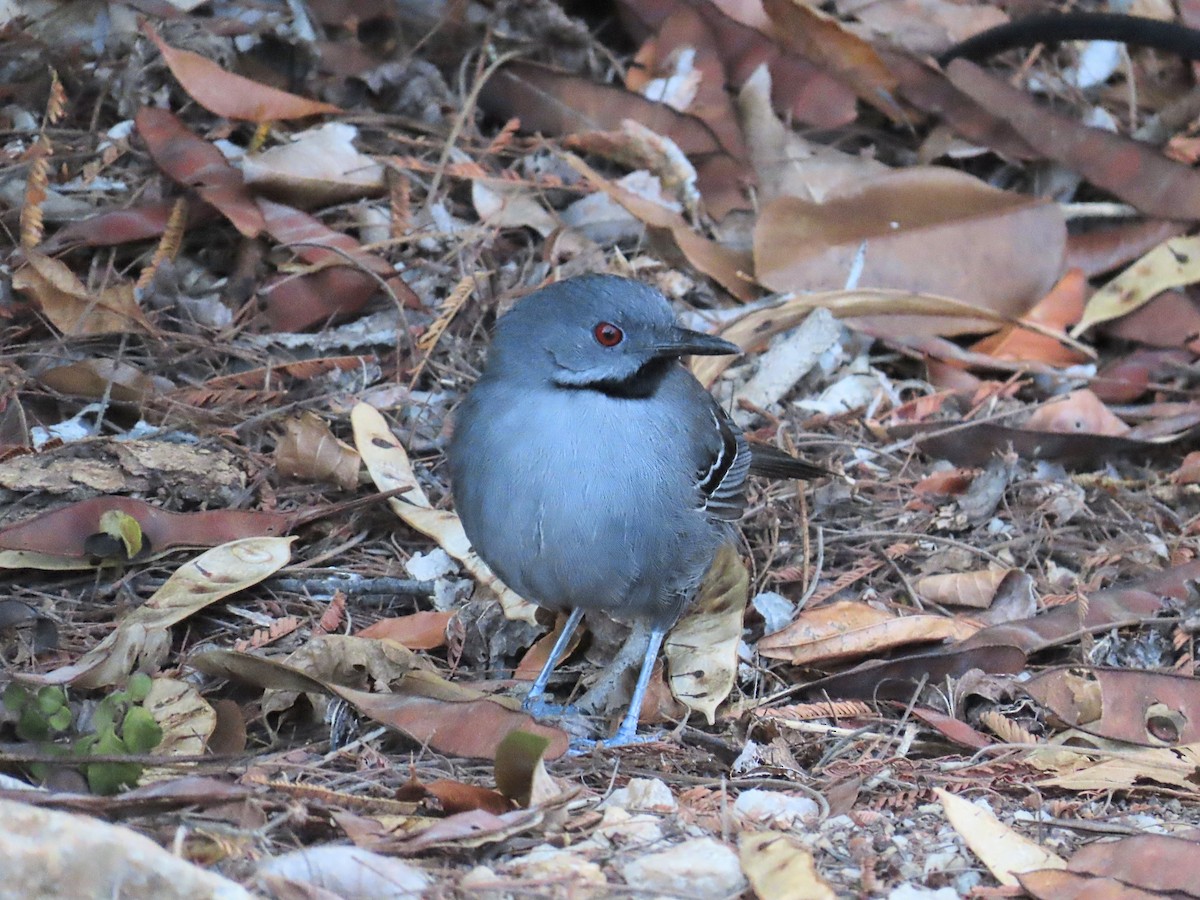 Slender Antbird - ML642833780