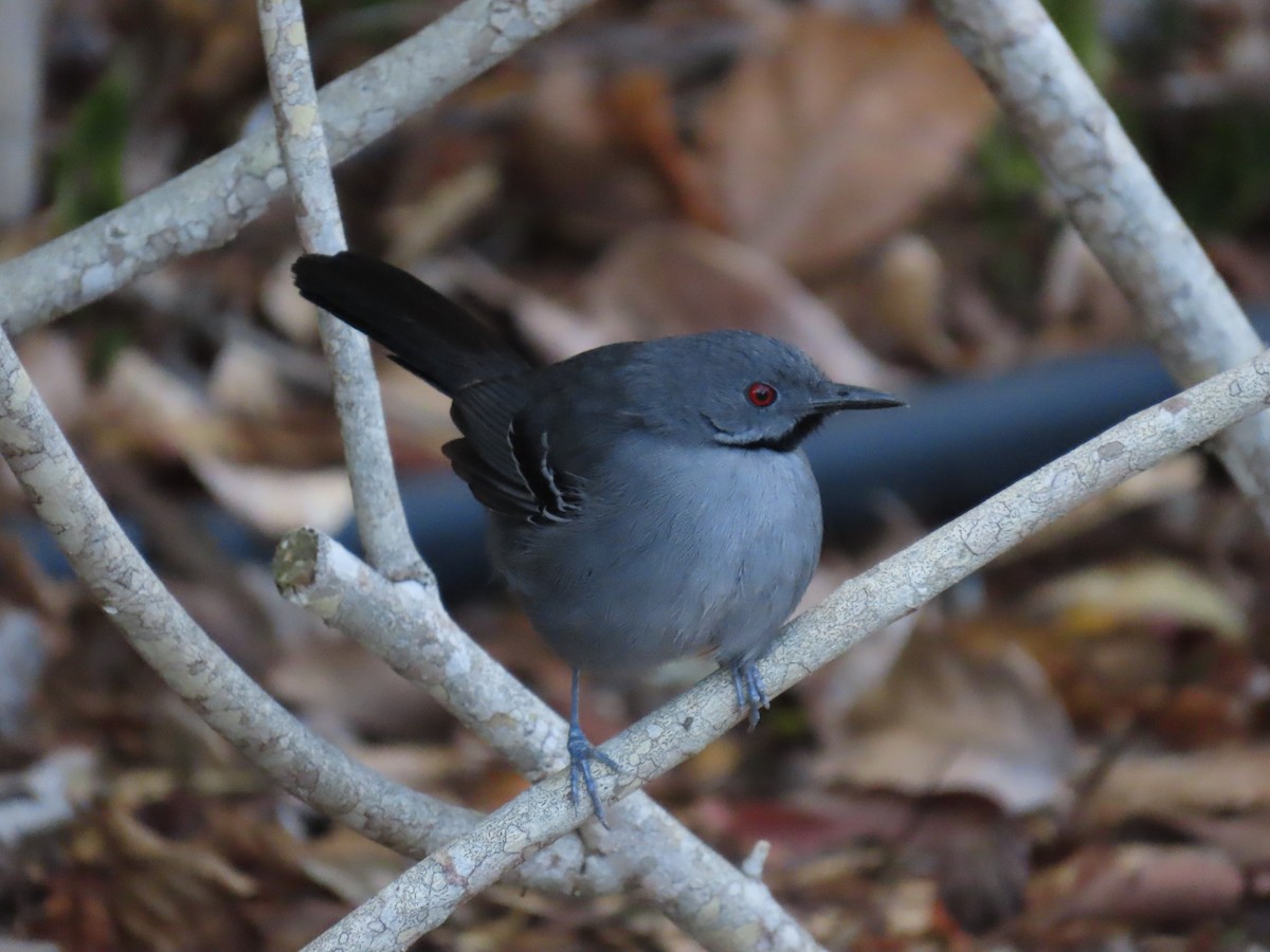 Slender Antbird - ML642833781