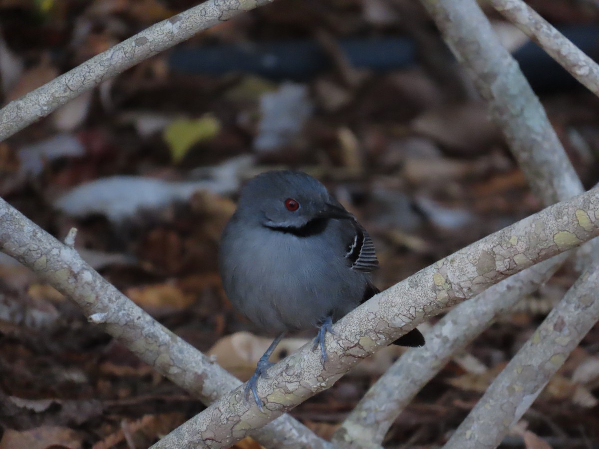 Slender Antbird - ML642833782