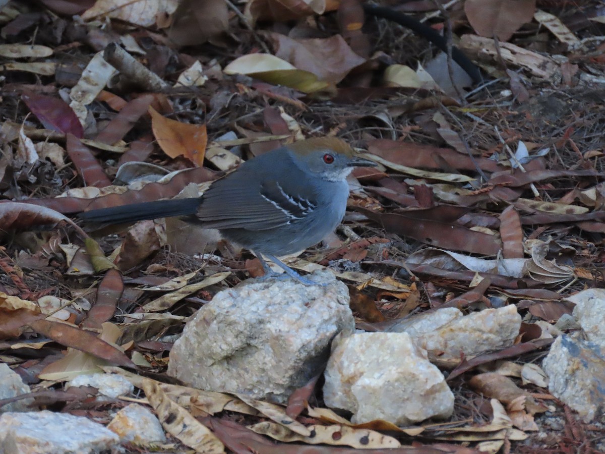 Slender Antbird - ML642833783