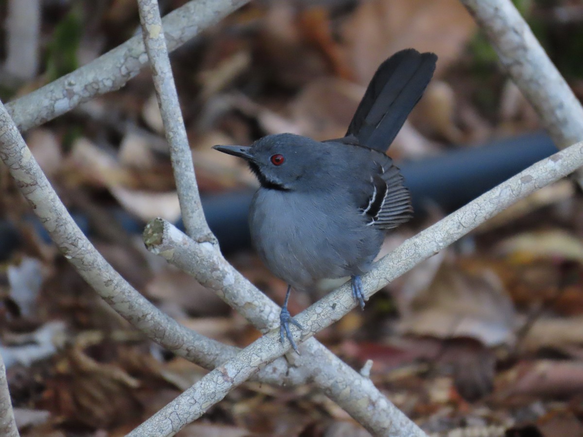Slender Antbird - ML642833784