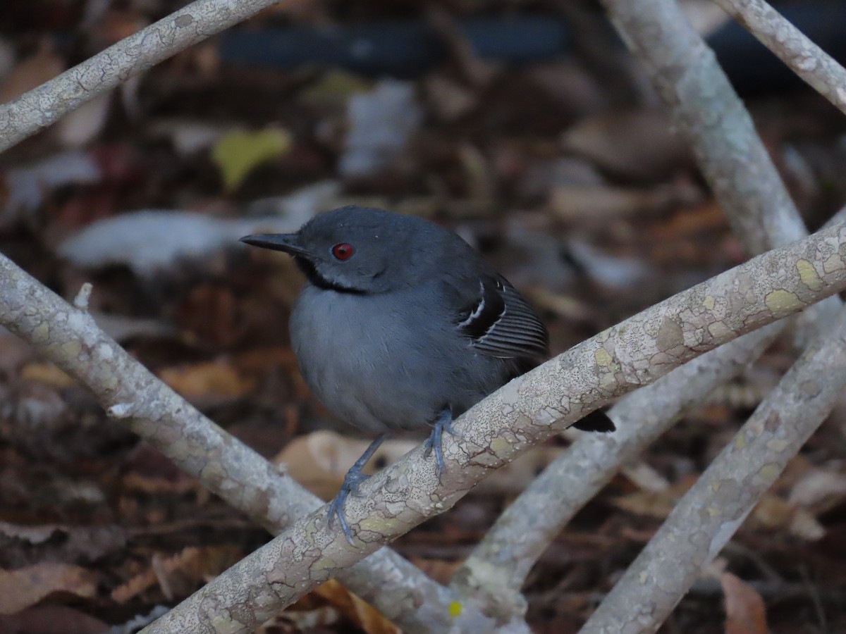 Slender Antbird - ML642833785