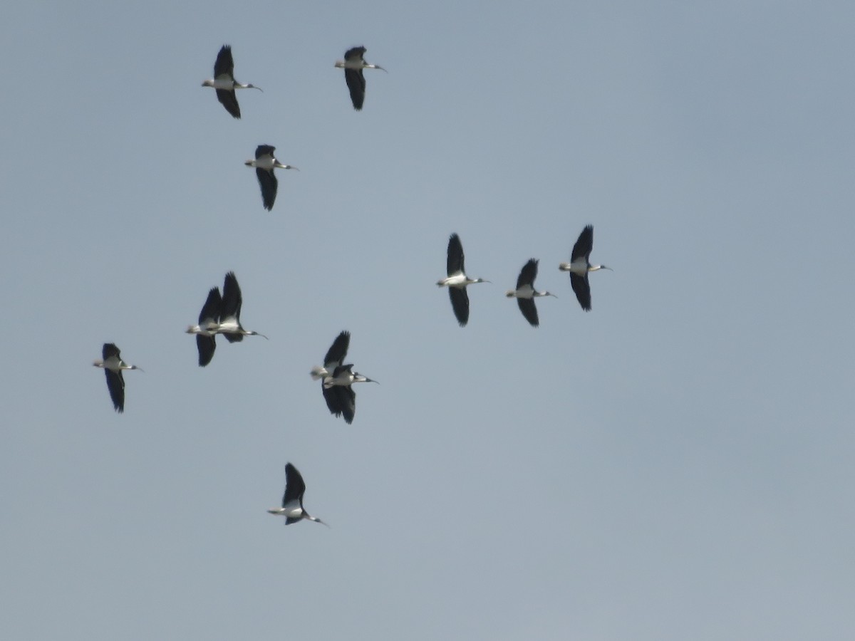 Straw-necked Ibis - ML642833787