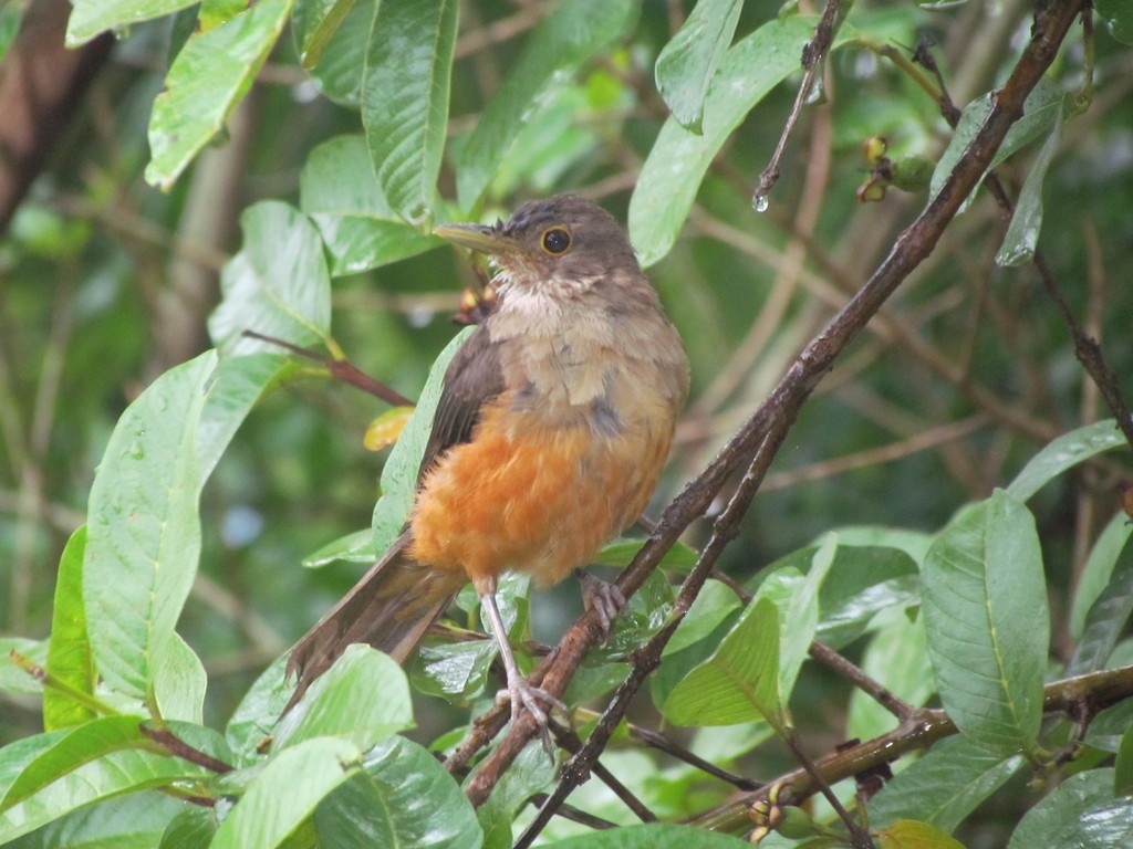 Rufous-bellied Thrush - ML642833788