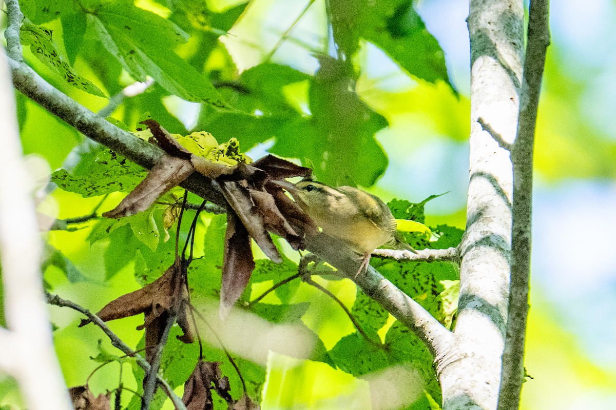 Paruline vermivore - ML642833789