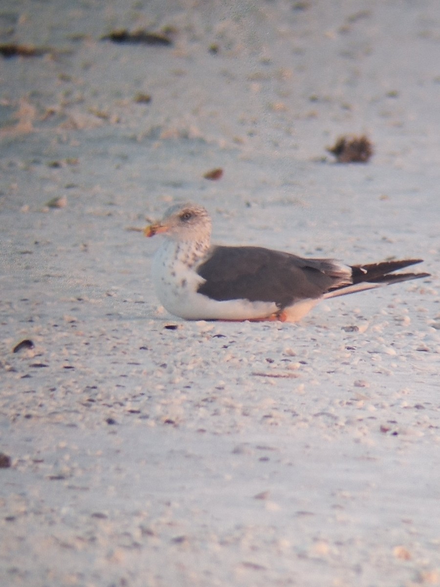 Lesser Black-backed Gull - ML642833794
