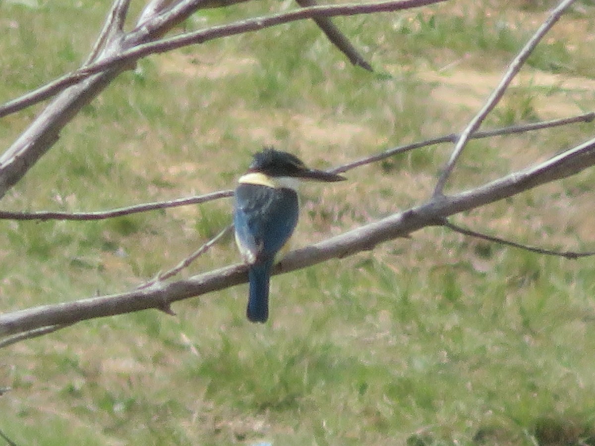 Sacred Kingfisher - ML642833801