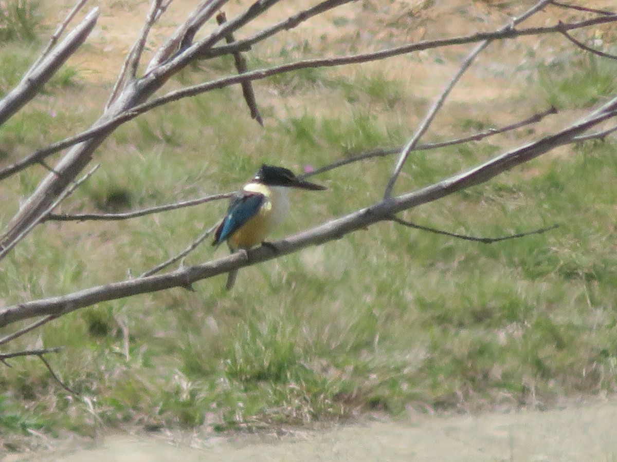 Sacred Kingfisher - ML642833808
