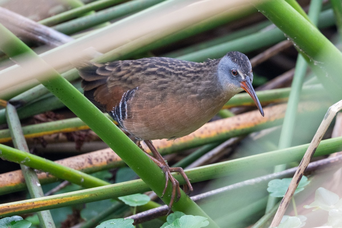 Virginia Rail - ML642833810
