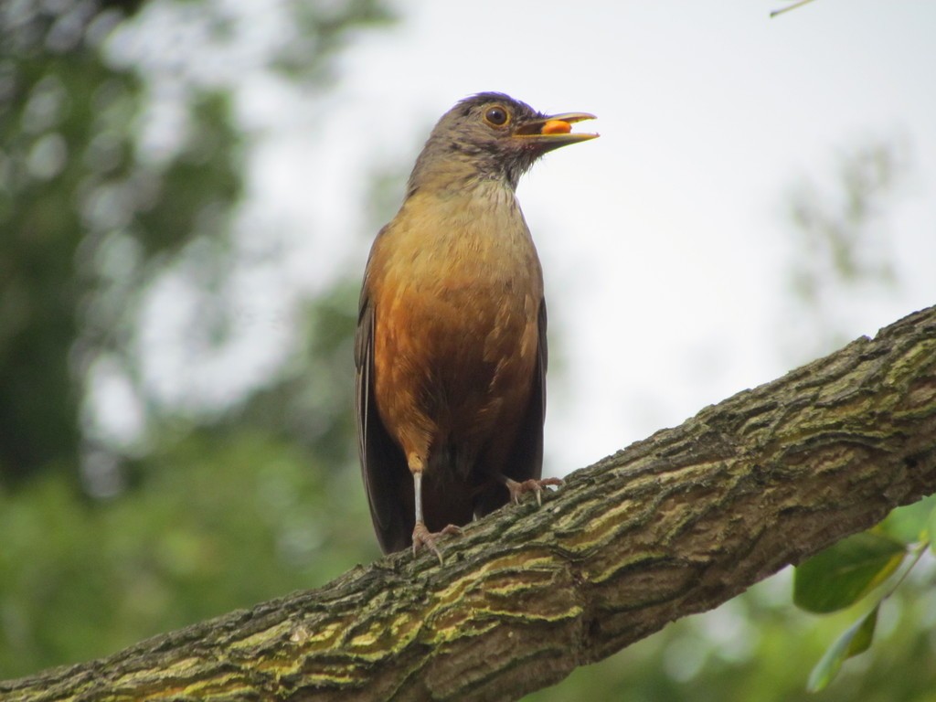 Rufous-bellied Thrush - ML642833811