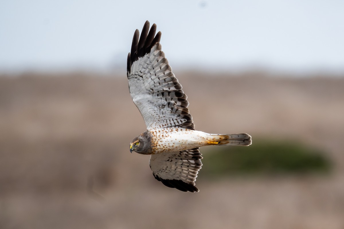 Northern Harrier - ML642833812