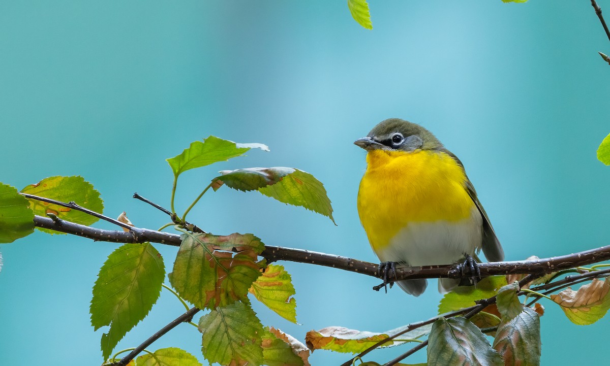 Yellow-breasted Chat - ML642833815