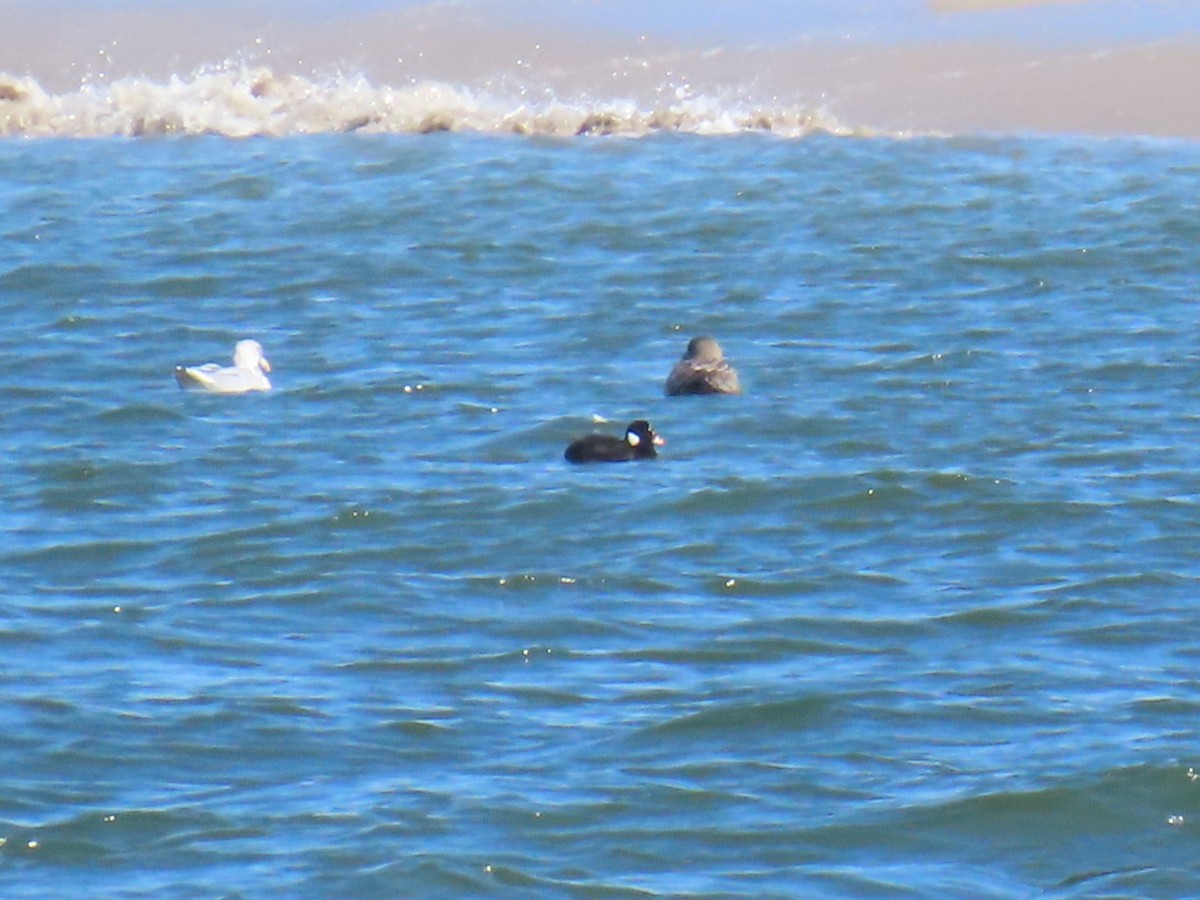 Surf Scoter - ML642833816