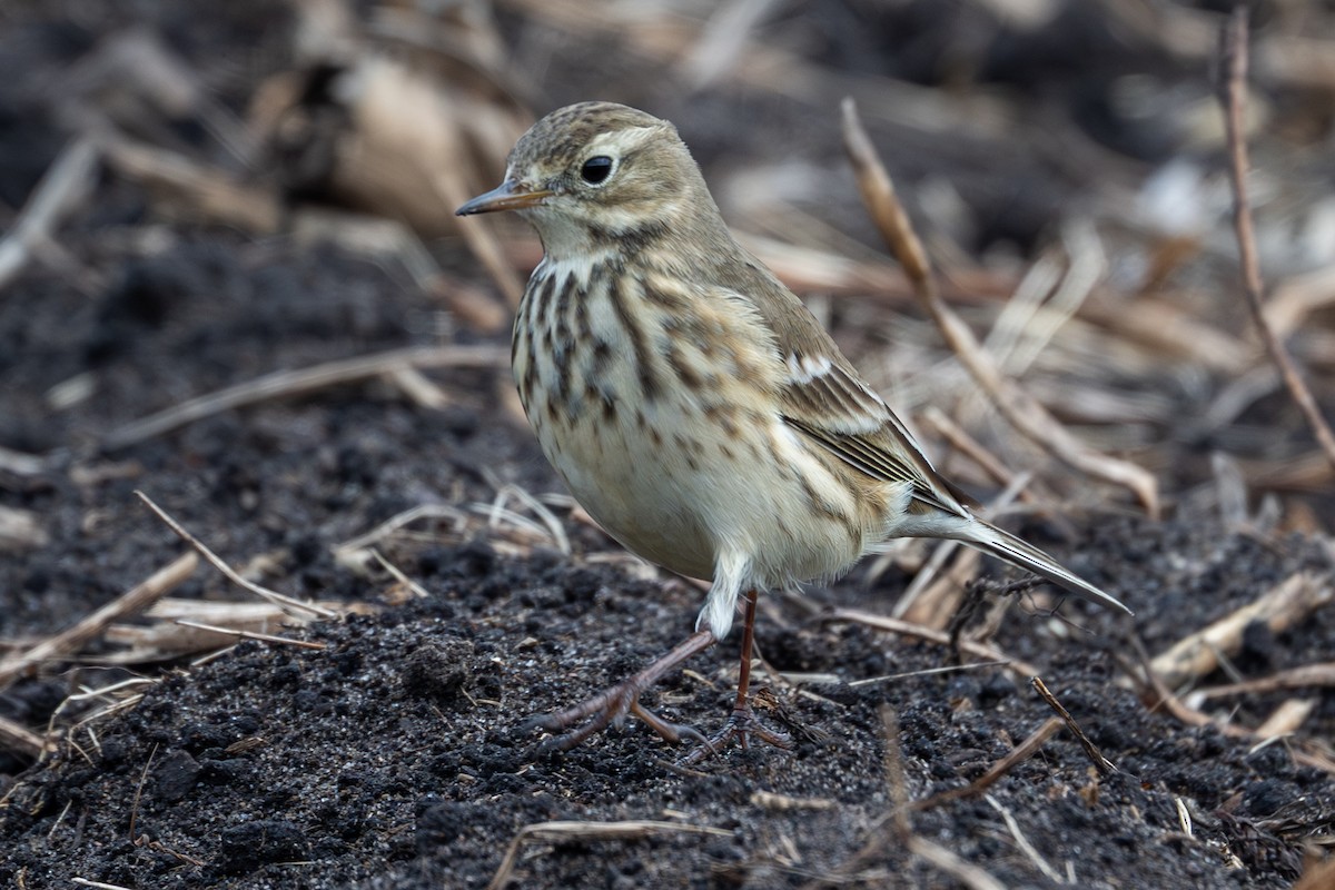 American Pipit - ML642833817