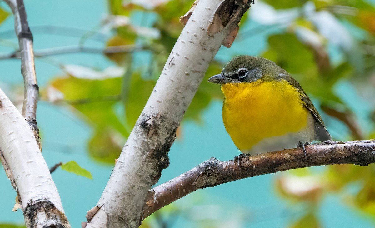 Yellow-breasted Chat - ML642833819