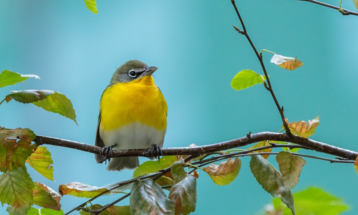 Yellow-breasted Chat - ML642833820