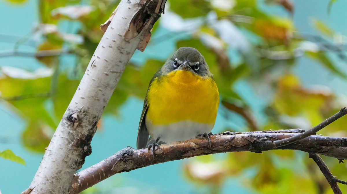Yellow-breasted Chat - ML642833821