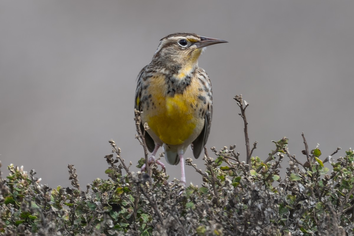 Western Meadowlark - ML642833823