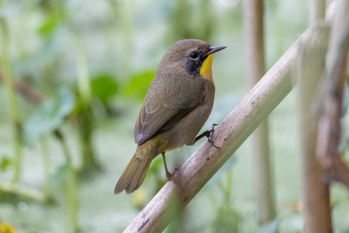 Common Yellowthroat - ML642833825