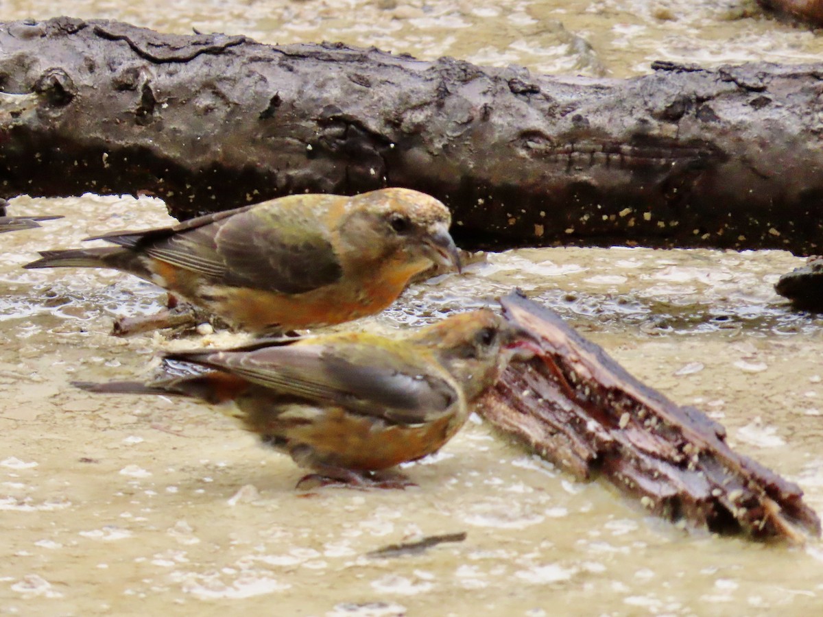 Red Crossbill - ML642833829