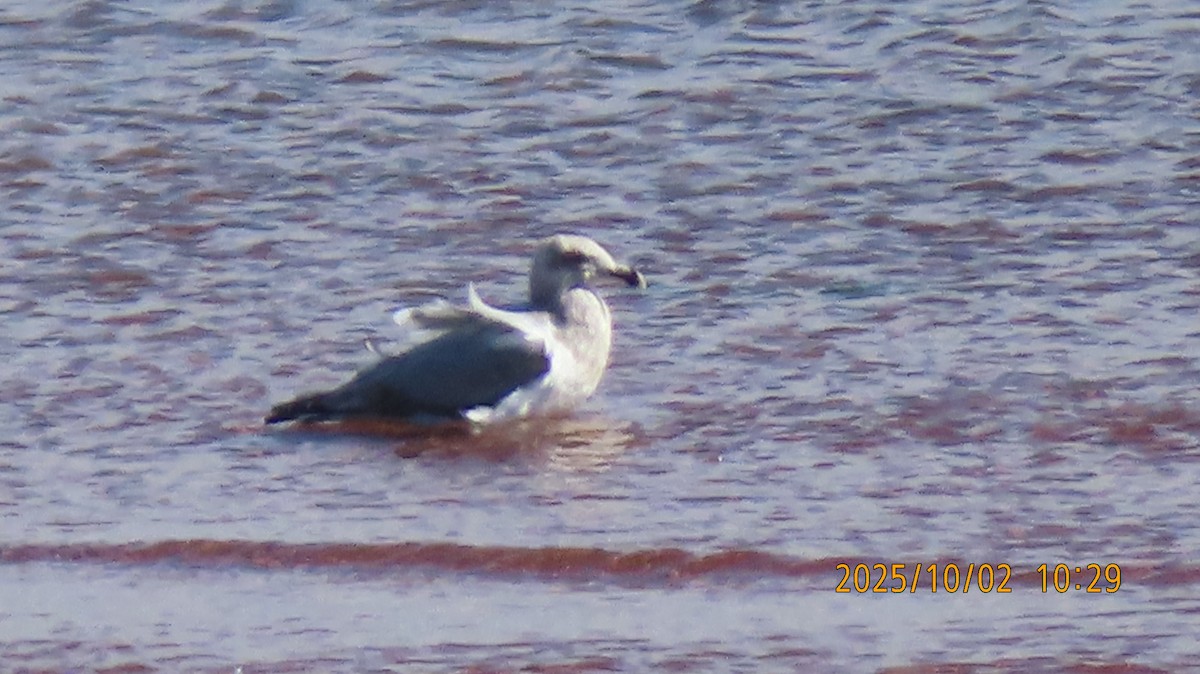 Möwe, unbestimmt - ML642833830