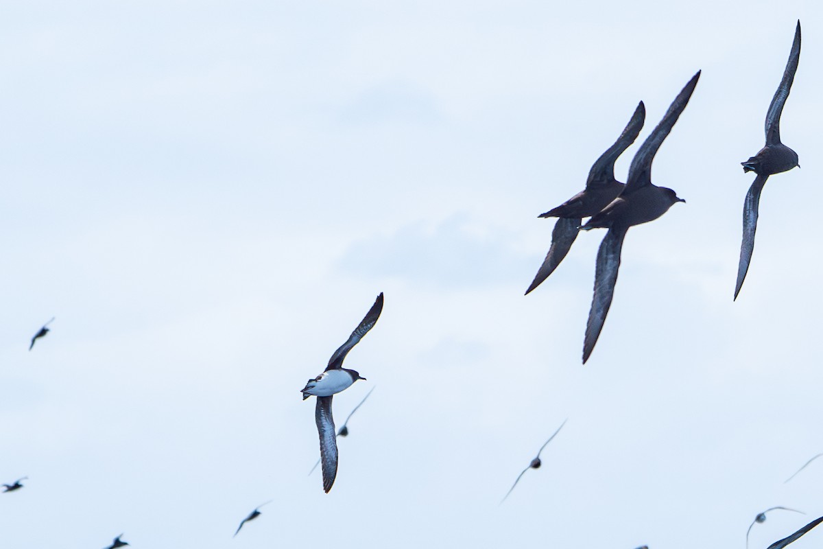 Hutton's Shearwater - ML642833831