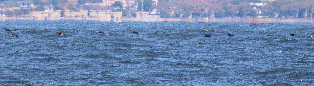 Black Scoter - ML642833840