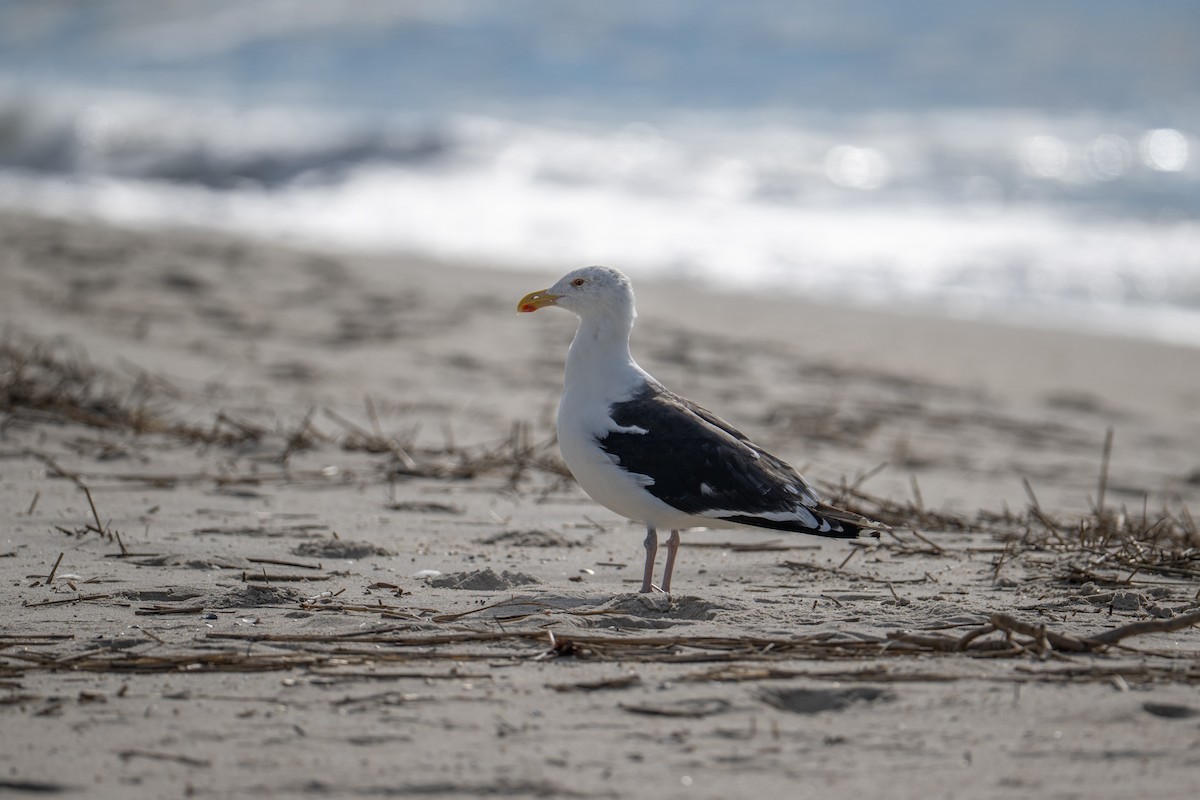Great Black-backed Gull - ML642833865