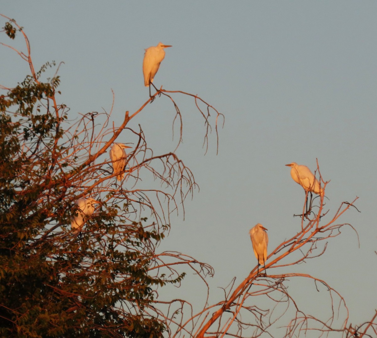 Great Egret - ML642833869