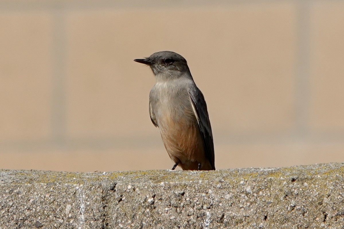 Say's Phoebe - ML642833870