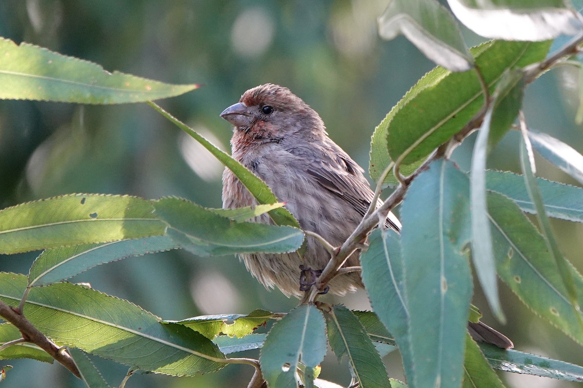 House Finch - ML642833879