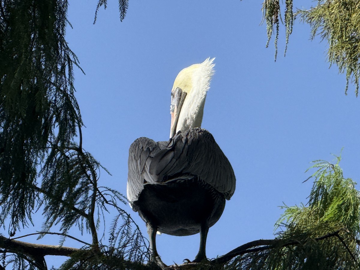 Brown Pelican - ML642833887