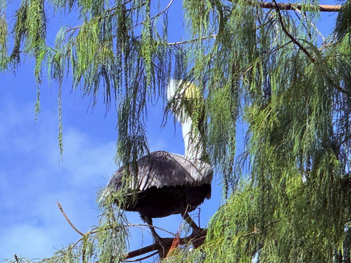 Brown Pelican - ML642833889