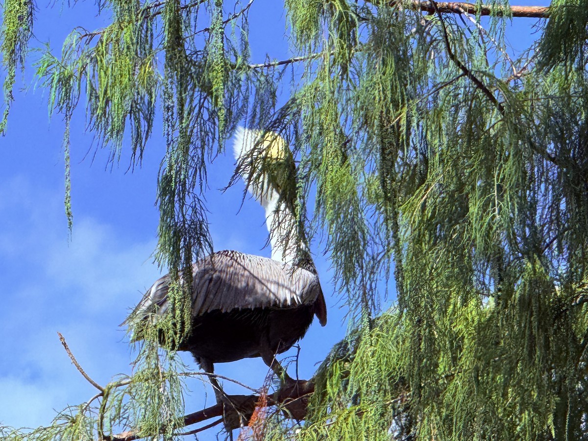 Brown Pelican - ML642833890
