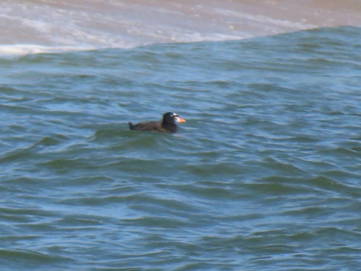 Surf Scoter - ML642833895
