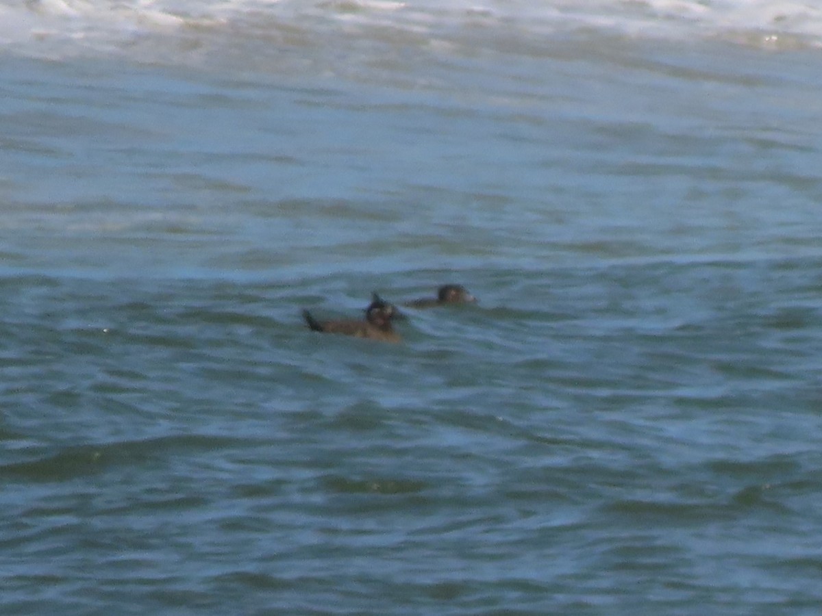 Surf Scoter - ML642833896