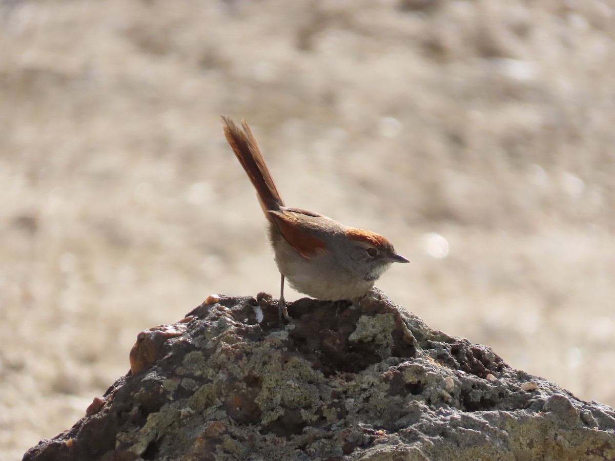 Sooty-fronted Spinetail - ML642833900