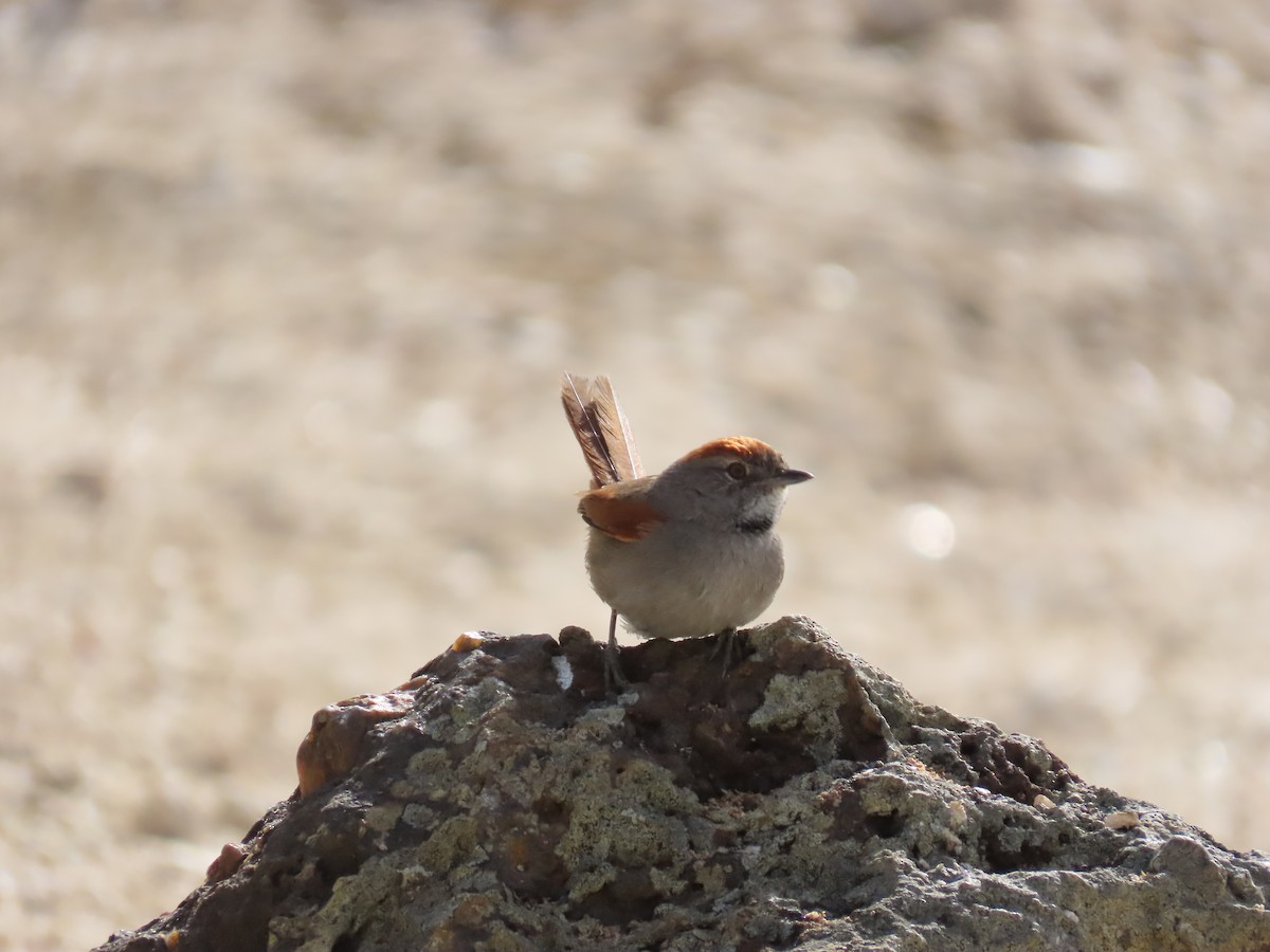 Sooty-fronted Spinetail - ML642833901