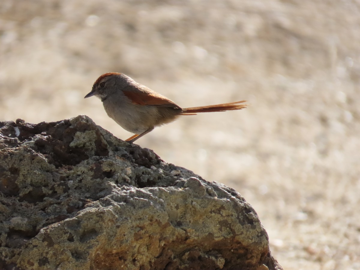 Sooty-fronted Spinetail - ML642833902