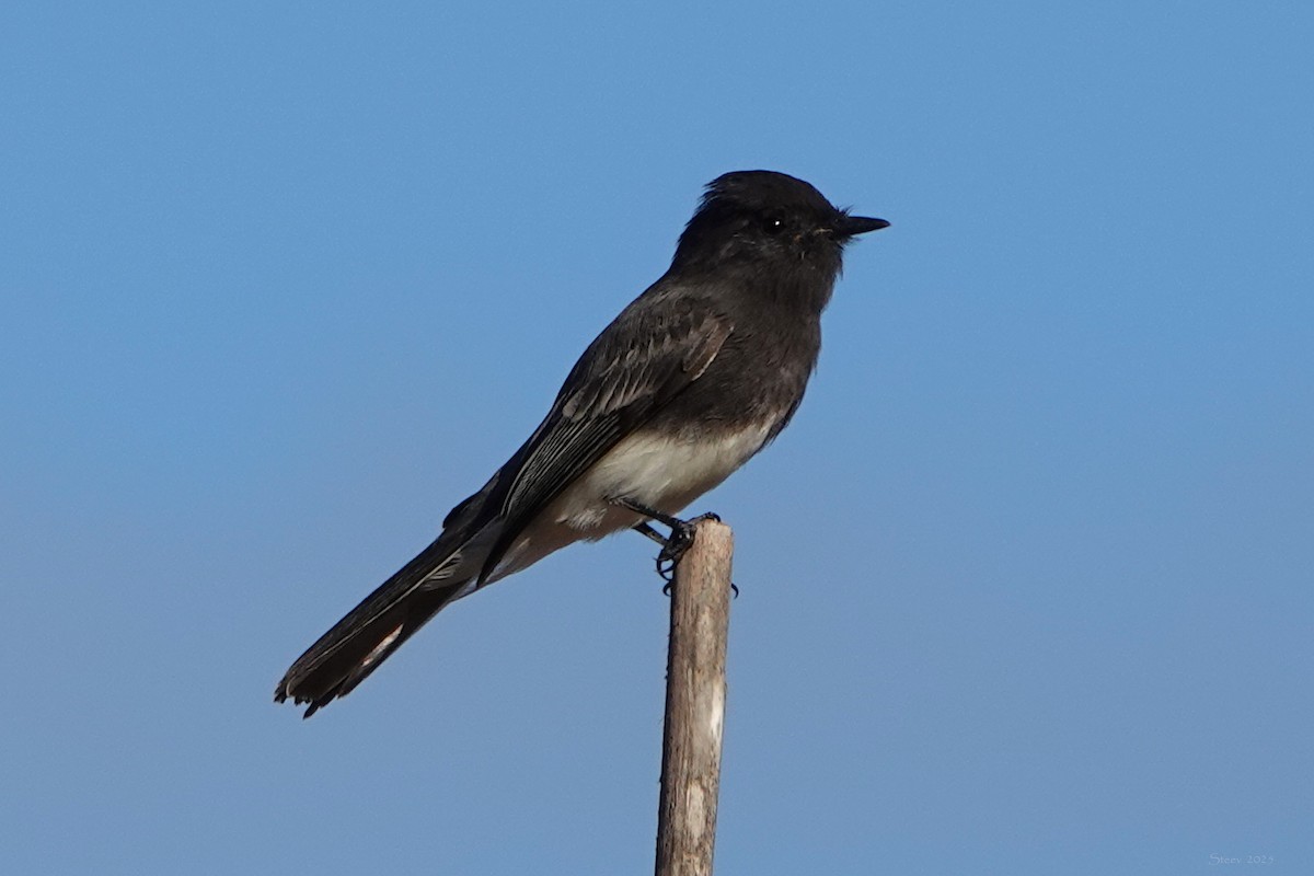 Black Phoebe - ML642833903