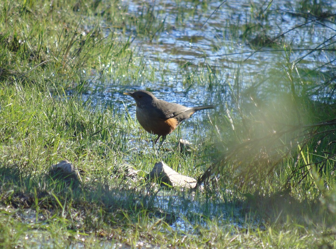 Rufous-bellied Thrush - ML642833906