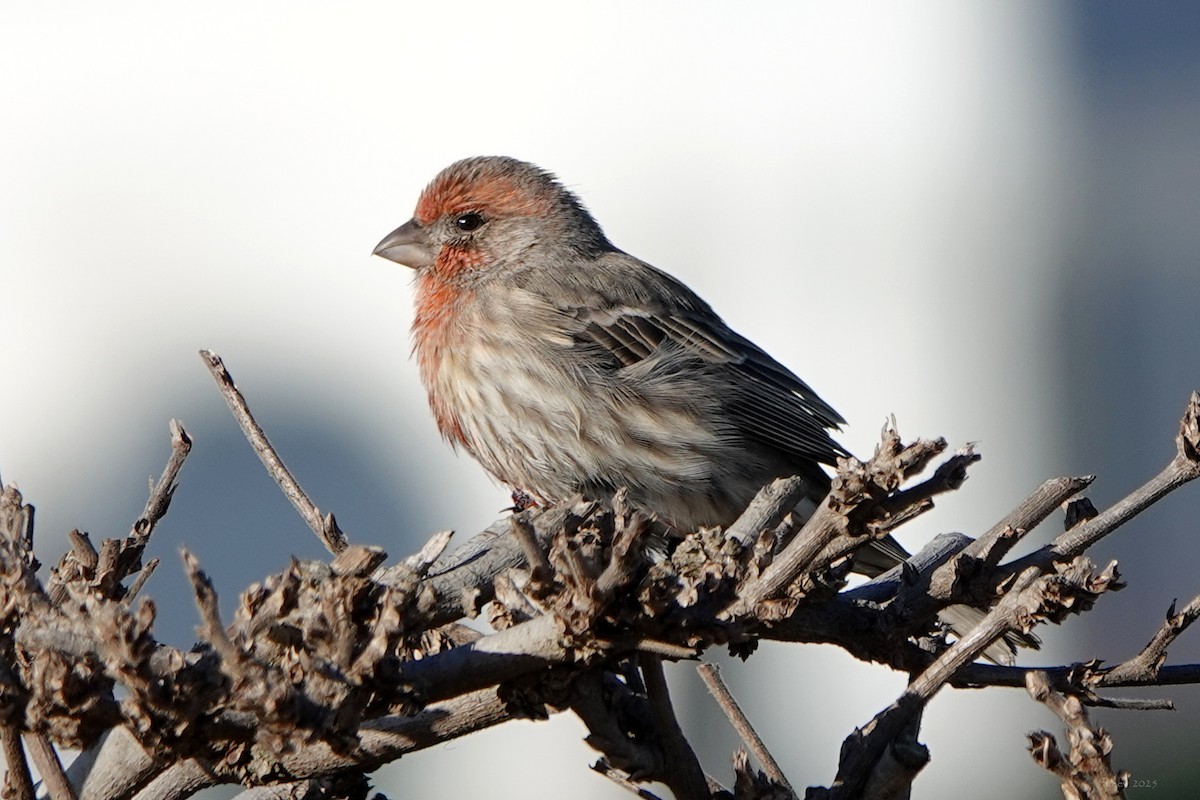 House Finch - ML642833907