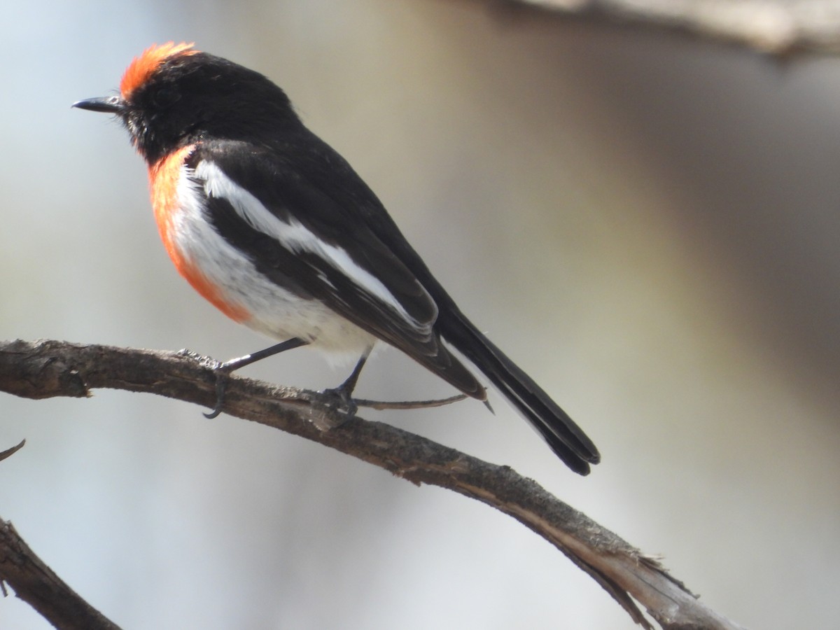 Red-capped Robin - ML642833909