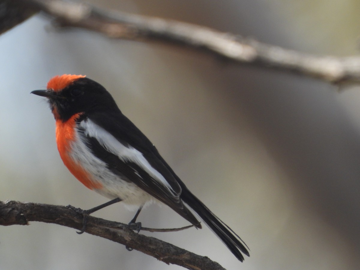 Red-capped Robin - ML642833910