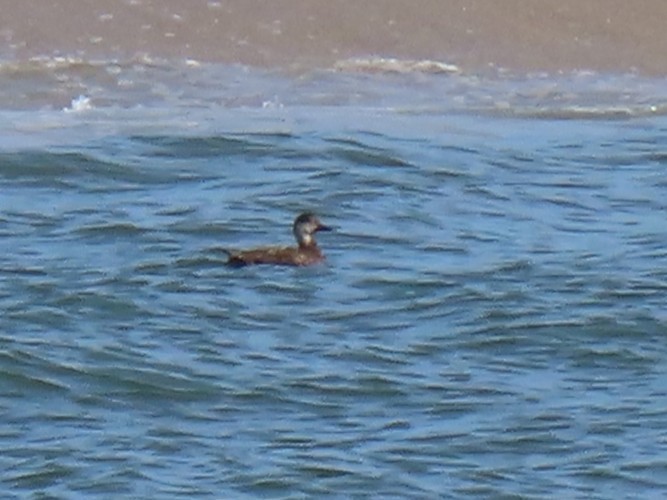 Black Scoter - ML642833914